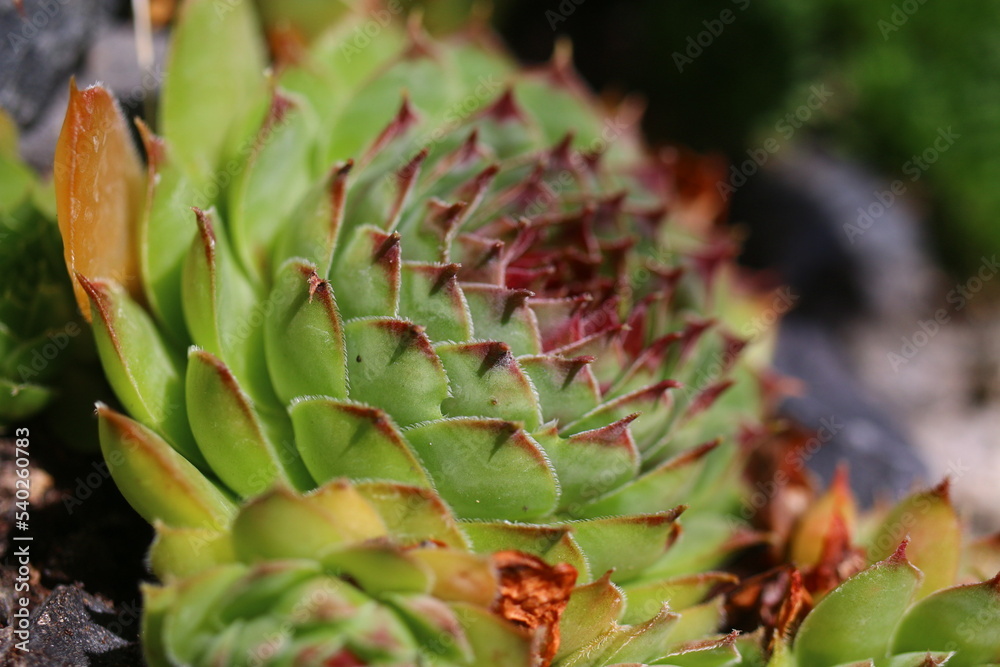 Fototapeta premium Rojnik Achalm sempervivum