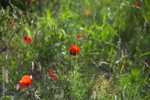 poppy flowers