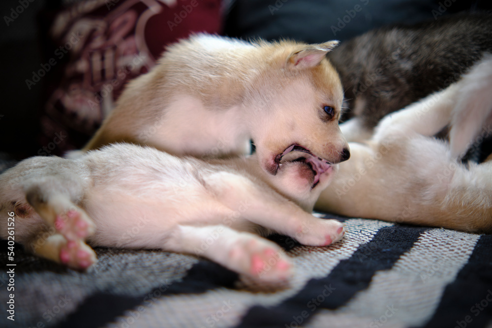 Little cute Husky puppy on the sofa in the room Little cute Husky puppy on the sofa in the room