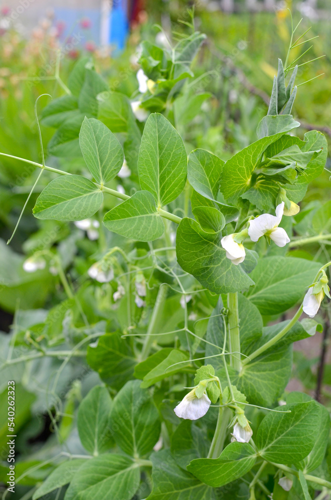 green sprouts of young flowering peas in the garden. green sprouts of young flowering peas in the garden.