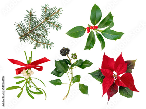 Mistletoe bunch tied with red satin bow,Christmas holly branch,Christmas tree branch,Ivy and Poinsettia Christmas Eve flower or Flor de Pascua holiday decoration plants set isolated transparent png