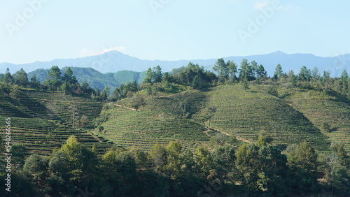 The tea plantation garden view which located on the hill located in the countryside of the China