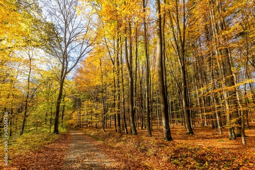 View of scenic colorful landscape  the path in the beechwood. Trees with orange  brown and yellow leaves. Bright sunny autumn day with blue sky.