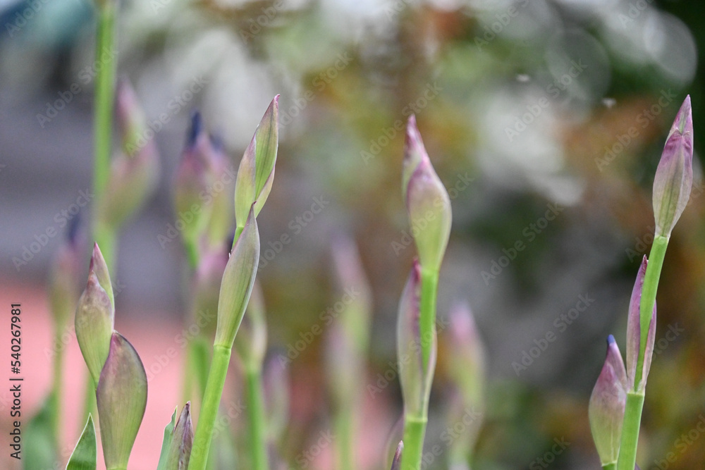 Obraz premium Tall grassy flowers about to bloom in spring.