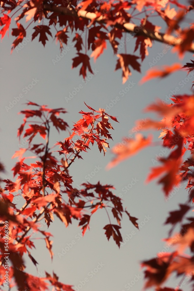 red autumn leaves red autumn leaves