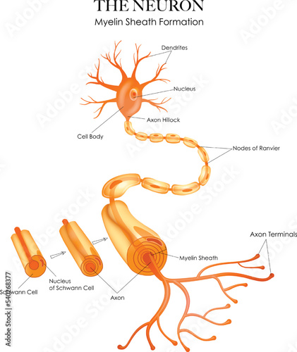 Colorful Neuron anatomy and myelin sheath formation on a white background