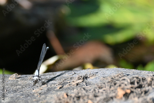 A dragonfly rests on a rock.