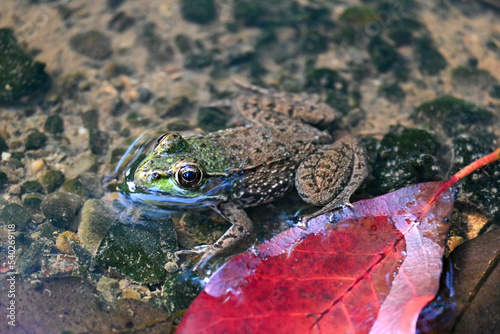 A frog rests next to a leaf on the surface of a pond.