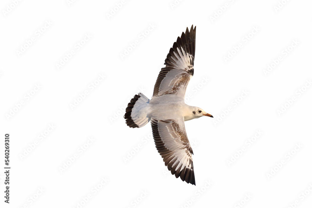Fototapeta premium Beautiful seagull flying isolated on white background.