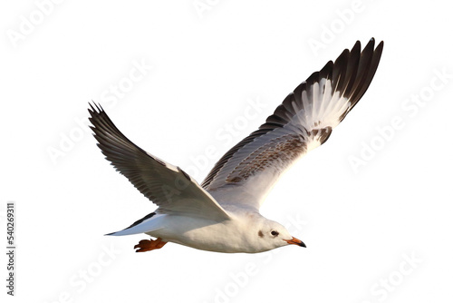 Beautiful seagull flying isolated on white background. © Passakorn