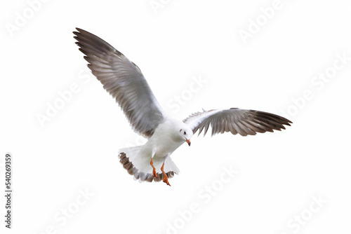 Beautiful seagull flying isolated on white background.