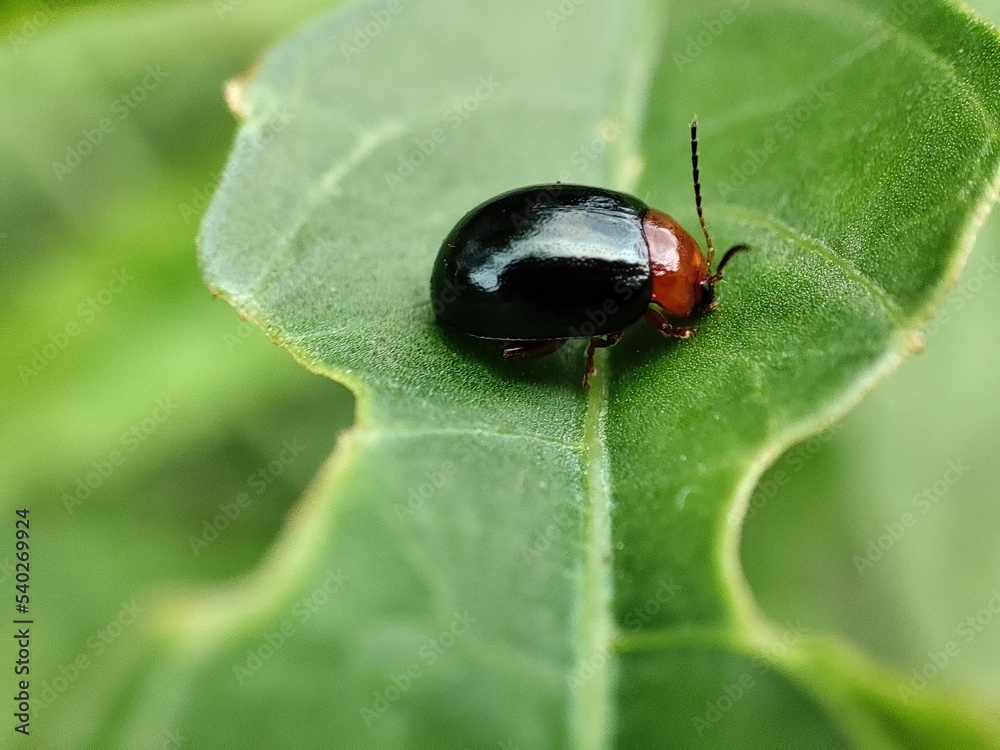 Naklejka premium ladybug on leaf