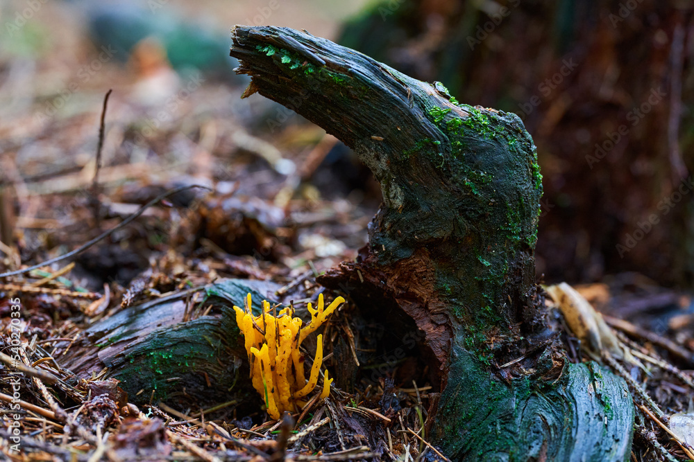 Fototapeta premium Parasite mushrooms closeup