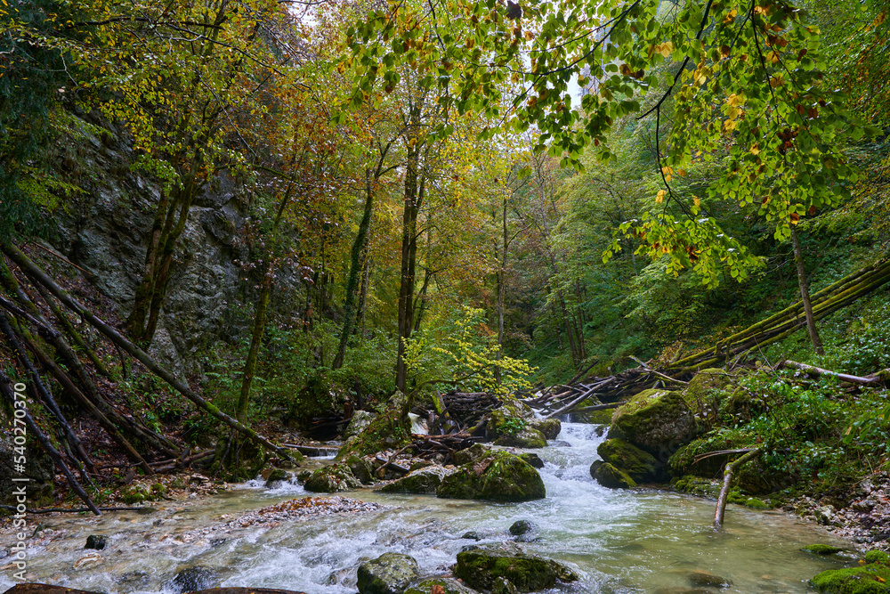 River rapids in the forest