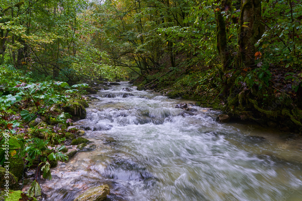 River rapids in the forest River rapids in the forest