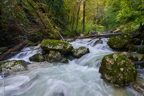 River rapids in the forest