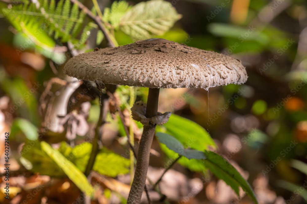 Parasol mushroom (Macrolepiota procera) growing in the forest Parasol mushroom (Macrolepiota procera) growing in the forest