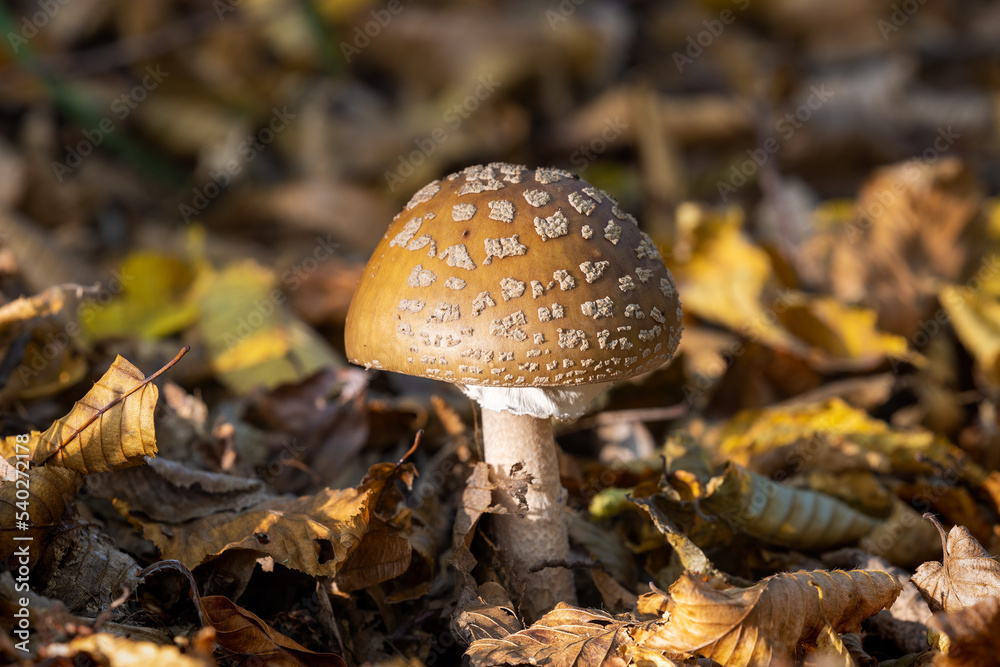 Amanita pantherina, also known as the panther cap Amanita pantherina, also known as the panther cap