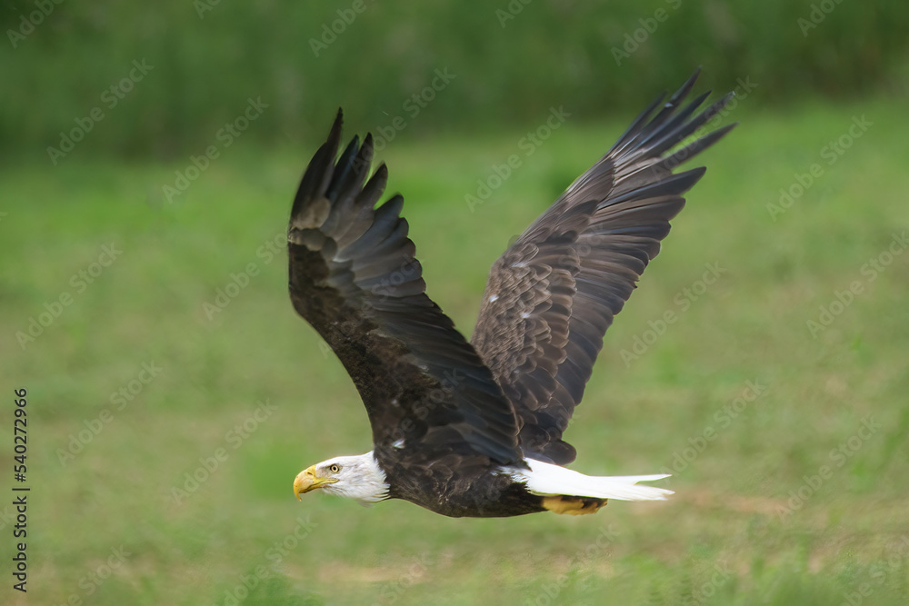 Obraz premium An American Bald Eagle spreads its wings and flys over the field on Seward Road in Windsor in Upstate NY. Side view of an eagle as it flies across the field just a foot above ground level. 