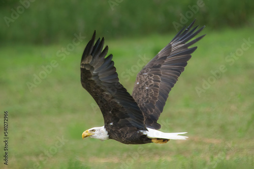 An American Bald Eagle spreads its wings and flys over the field on Seward Road in Windsor in Upstate NY.  Side view of an eagle as it flies across the field just a foot above ground level.  
