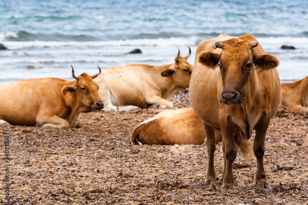 France. Corsica. Herd of cows on the beach of barcaggio France. Corsica. Herd of cows on the beach of barcaggio