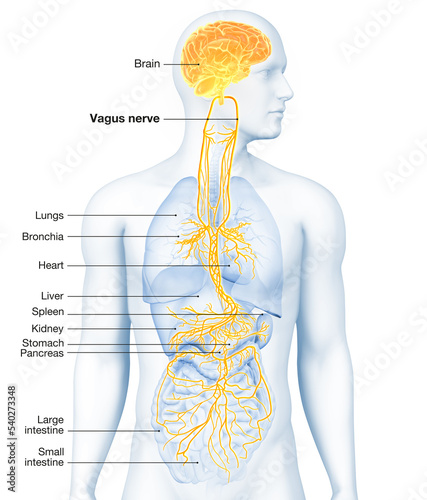 Active brain and energetic vagus nerve, communication, meditation, labeled 3D illustration