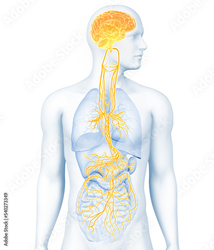 Active brain and energetic vagus nerve, communication, meditation, 3D illustration