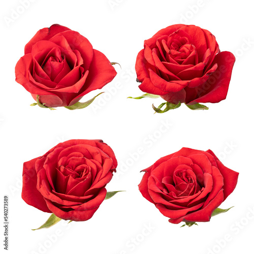 Fototapeta Naklejka Na Ścianę i Meble -  Red rose flowers isolated on transparent background