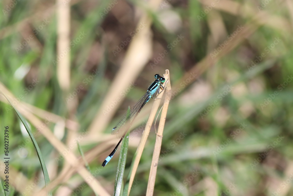 Dragonfly on zhe blade of grass Dragonfly on zhe blade of grass