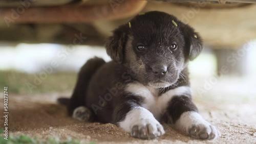 Homeless puppy sitting under the rusty car. Close-up. Homeless animals. Dog shelter. High quality 4k footage.