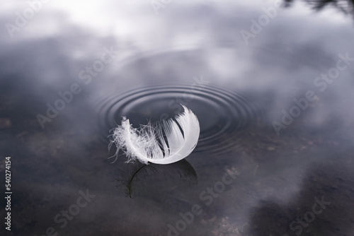 Fluffy feather on the surface of the water, blue color tone. A bird's feather on the surface of the water with space for text. A gentle touch. The concept of silence and harmony.
