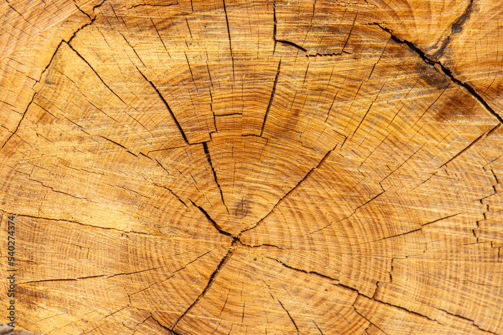 Fototapeta premium Wood