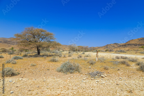 African savannah during a hot day. Namibia.