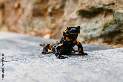 Feuersalamander 4 photo
