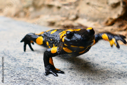 Feuersalamander 3 photo