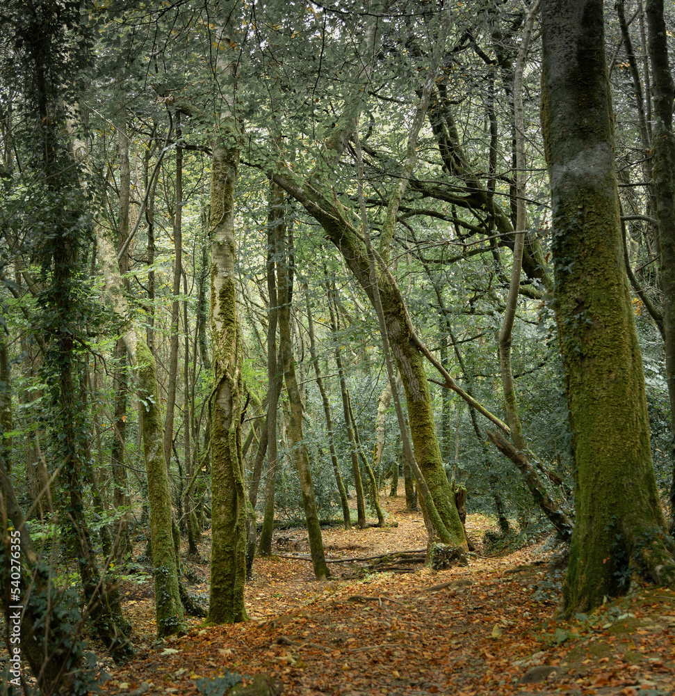 Obraz premium Pentewan Valley Autumn Walk