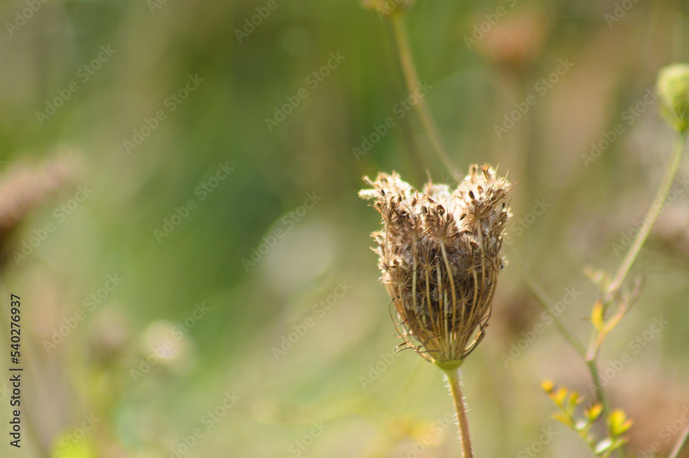 Closeup of dried wild carrot seeds with blurred background Closeup of dried wild carrot seeds with blurred background