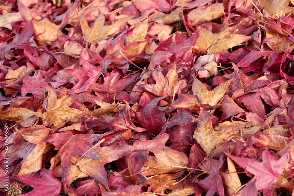 Feuilles d'automne au sol