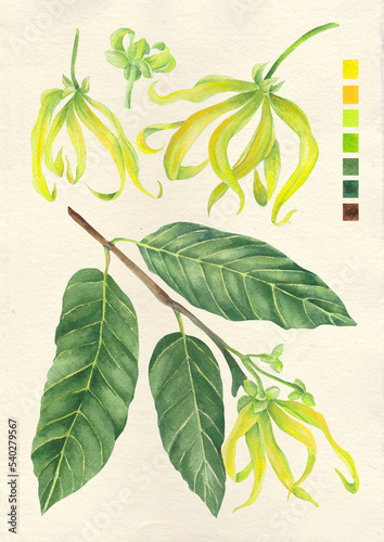Fototapete Watercolor botanical philippine flora Cananga odorata Ylang ylang