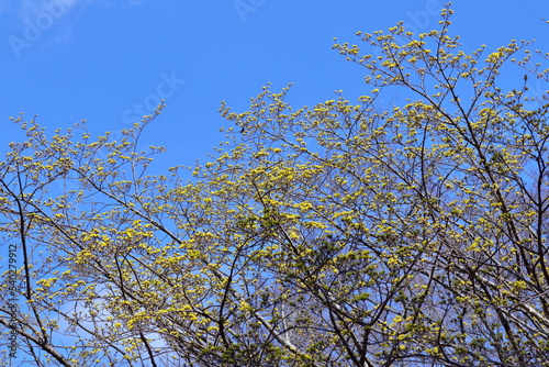 庭のサンシュウユ