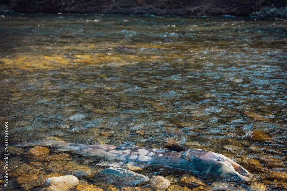 dead salmon in Adam’s river dead salmon in Adam’s river