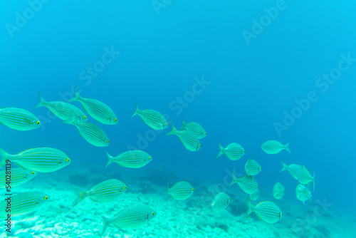 School of Salema porgy fish in the Mediterranean Sea