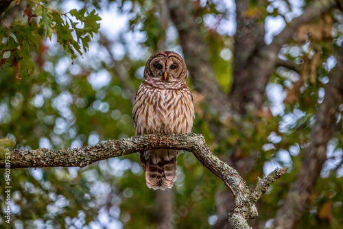 Barred Owl posing in nature
