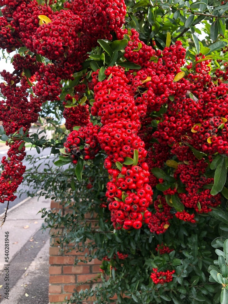 Naklejka premium red and green