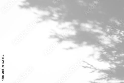 Blurred overlay effect for photo. Gray shadows of fir tree branches on a white wall. Abstract neutral nature concept background for design presentation. Shadows for natural light effects © Aleksandra Konoplya