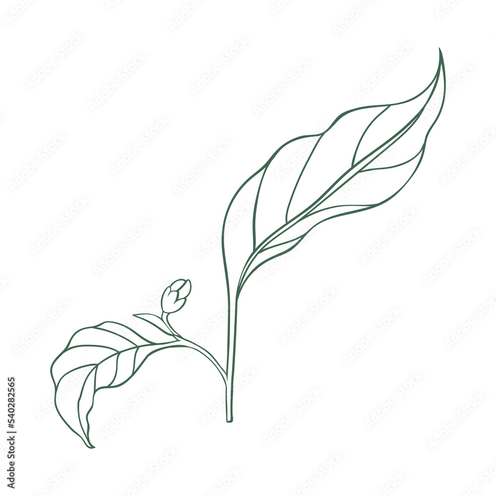 Simple linear icon of chili pepper leaves Simple linear icon of chili pepper leaves