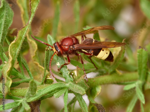 Oriental Hornet wasp. Vespa orientalis. 