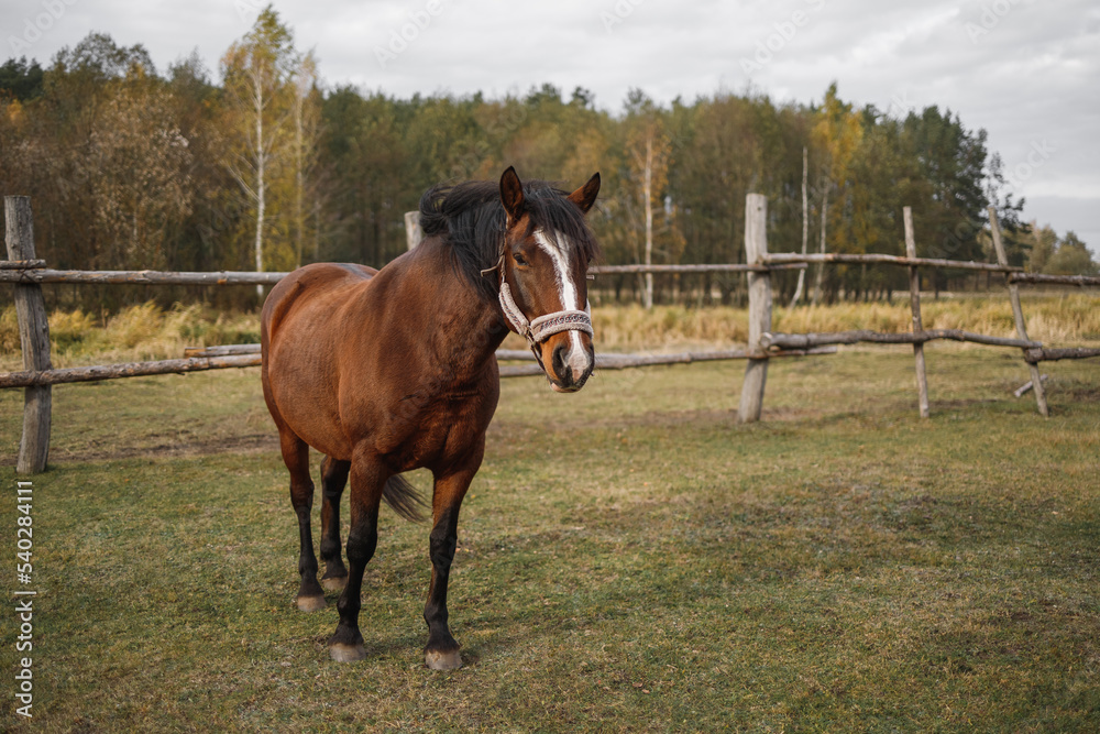 Portrait of a red horse in an aviary on a green meadow Portrait of a red horse in an aviary on a green meadow