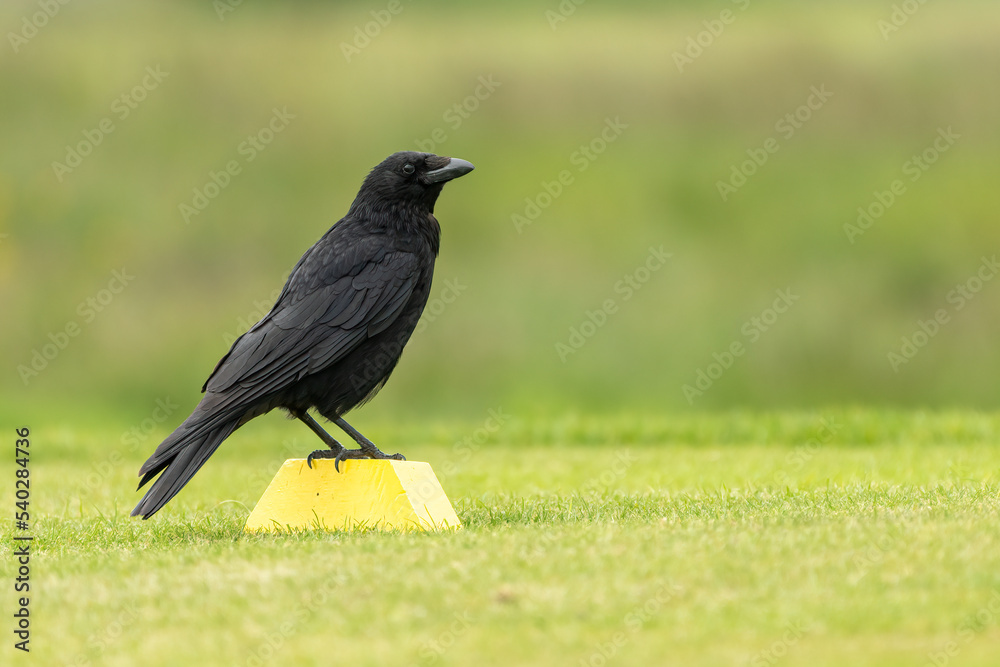 Carrion crow (Corvus corone) on a golf course, UK Carrion crow (Corvus corone) on a golf course, UK