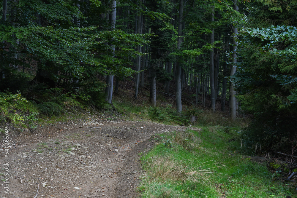 Fototapeta premium path in the forest